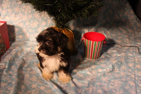 havanese-puppies